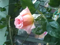 DSC_0766.webp