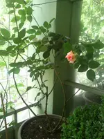 DSC_0760.webp