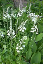 Garten 05 4 2013 003.webp