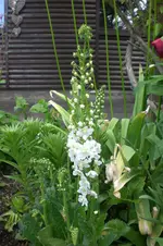 Garten 05 4 2013 006.webp