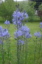 Garten 05 4 2013 008.webp