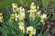 Garten 05 4 2013 010.webp