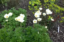 Garten 05 4 2013 011.webp