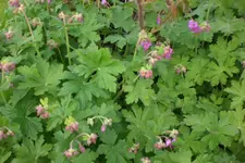 Garten 05 4 2013 013.webp