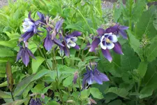 Garten 05 4 2013 015.webp
