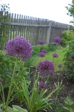 Garten 05 4 2013 016.webp