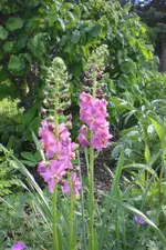 Garten 05 4 2013 017.webp