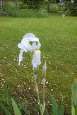 Garten 05 4 2013 018.webp