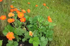 Garten 05 4 2013 019.webp