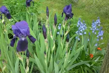 Garten 05 4 2013 020.webp