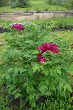 Garten 05 4 2013 021.webp