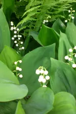 Garten 05 4 2013 023.webp