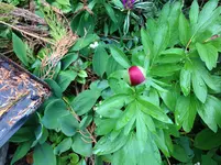 Bild 136.webp