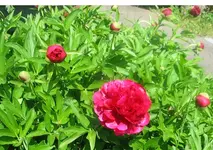 Pfingstrose.webp
