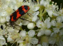 bienenkäfer.webp