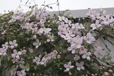 _DSC1599.webp