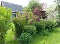 Blühende Hecke Westflanke.webp