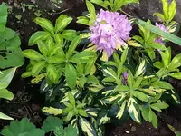 Rhodo Goldfinger.webp