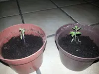 20130521_013658.webp