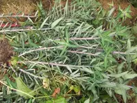 DSCF0980.webp
