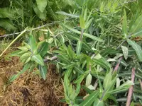 DSCF0979.webp