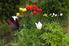 2013_0518Frühling0003.webp