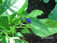 verhütete Gelbe (2).webp