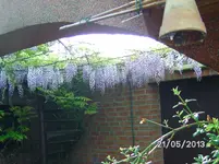Blauregen (2).webp