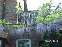 Blauregen.webp