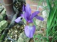 Iris.webp