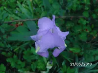 Schwertlilie.webp