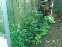 altes GWH links.webp