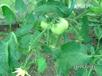Livingstone´s Large Rose.webp