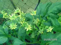 Brandyvine red.webp