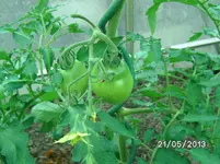 Purple Russian.webp