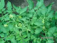 Tomatenblüte.webp