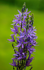 Prärielilie Camassia cusicki_600.webp