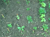 Dicke Bohne+Stangenbohne.webp