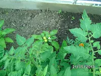 Paprika.webp
