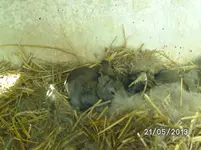 Kaninchen.webp