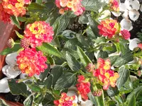 DSCN2049.webp