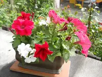 DSCN2051.webp