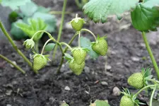 Erdbeeren 19.05.13.webp