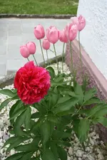 Pfingstrose Tulpen 19.05.13.webp