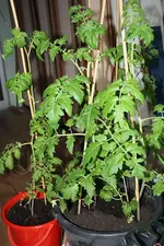 Tomaten 19.05.13.webp