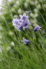Hasenglöckchen 17.05.13.webp