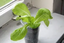 Kopfsalat 17.05.13.webp