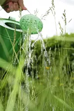 Kleine Wasserspende für durstige Erdbeeren  Schlüsselblumenwiese.webp