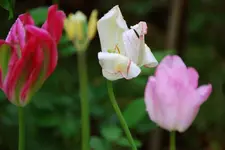 DSC_5687.2.webp
