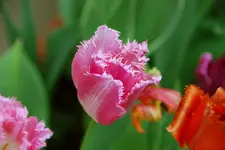 DSC_5697.2.webp